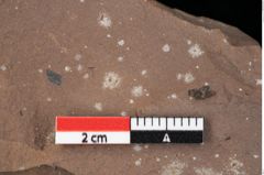 Foto (Detailansicht) von Pinus sp. (NHMW-GEO-2024-0188-0195)